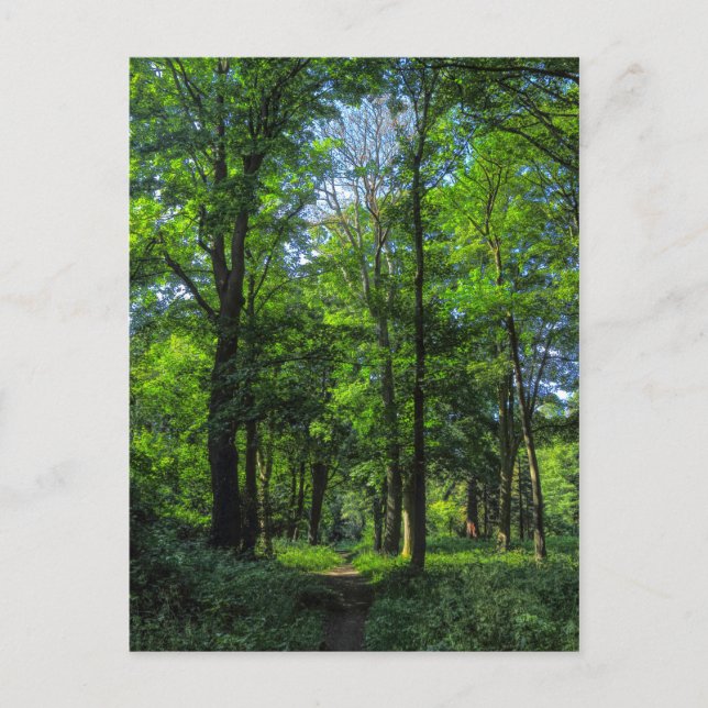 Waldweg. Blackweir Woods, Cardiff, Wales. Postkarte (Vorderseite)