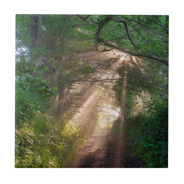 Waldweg Fliese (Vorderseite)