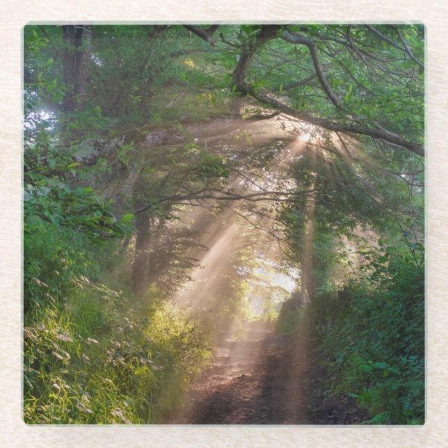 Waldweg Glasuntersetzer (Vorderseite)