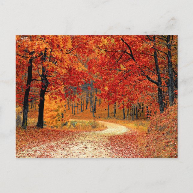 Waldweg, Herbst Postkarte (Vorderseite)