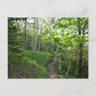 Waldweg im Acadia National Park Postkarte