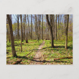 Waldweg im Frühjahr Postkarte