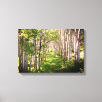 Waldweg im Spätfrühling