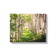 Waldweg im Spätfrühling