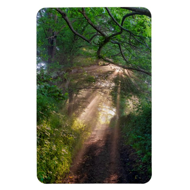 Waldweg Magnet (Vertikal)