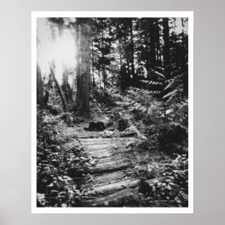 Waldweg Poster