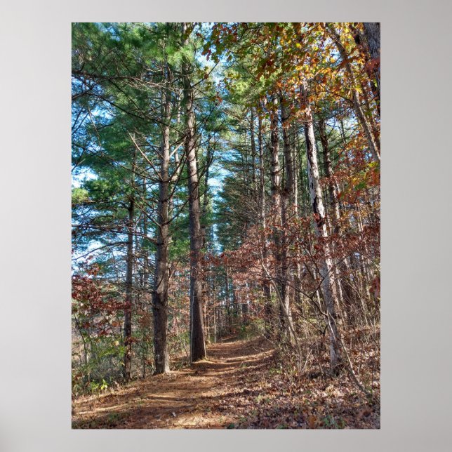 Waldweg Poster (Vorne)