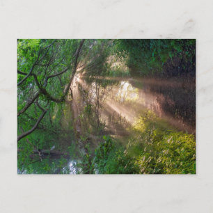 Waldweg Postkarte