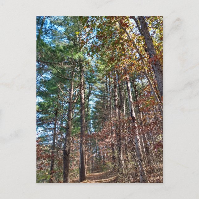 Waldweg Postkarte (Vorderseite)