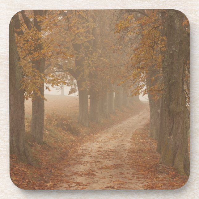 Waldweg von Herbstbäumen gesäumt Getränkeuntersetzer (Vorderseite)