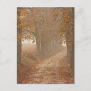 Waldweg von Herbstbäumen gesäumt Postkarte