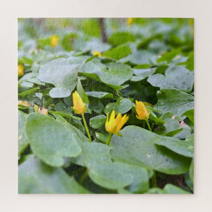 Waldwildblumen – Botanische Naturfotografie
