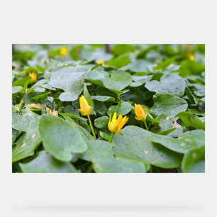 Waldwildblumen – Botanische Naturfotografie Acrylschild