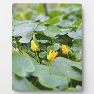 Waldwildblumen – Botanische Naturfotografie Fotoplatte