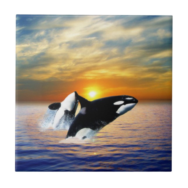 Wale bei Sonnenuntergang Fliese (Vorderseite)