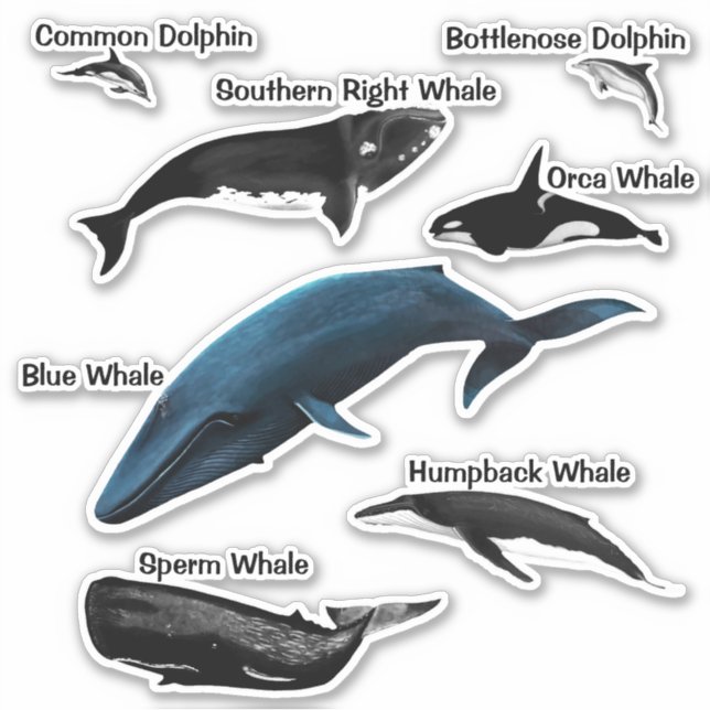 WALE DAYS SQUARE STICKER (Vorderseite)
