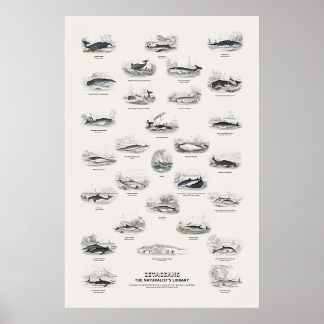 Wale - Naturalist's Library Poster (Vorne)