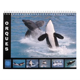 Wale (Orcinus orca) für 12 Monate Kalender