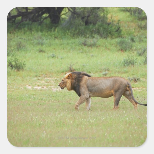 Walfang, Löwe, Panthera leo, Kgalagadi Quadratischer Aufkleber (Vorderseite)