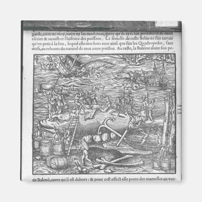 Walfang Magnet (Vorne)