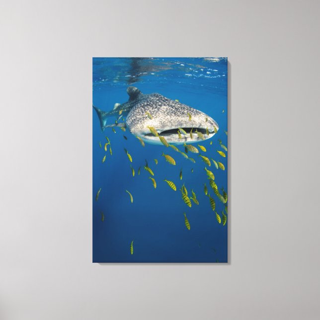 Walhai mit Fisch, Indonesien Leinwanddruck (Vorderseite)