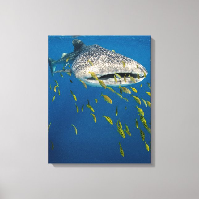 Walhai mit Fisch, Indonesien Leinwanddruck (Vorderseite)