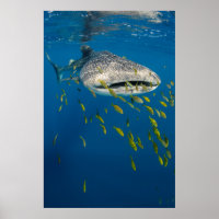 Walhai mit Fisch, Indonesien