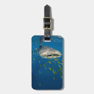 Walhai mit Fischen, Indonesien Gepäckanhänger