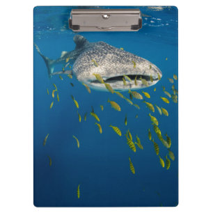 Walhai mit Fischen, Indonesien Klemmbrett
