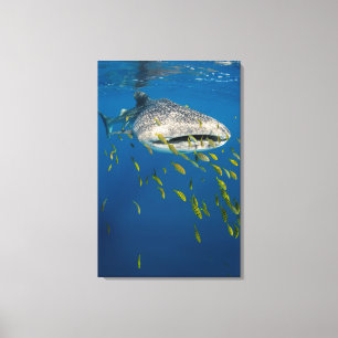 Walhai mit Fischen, Indonesien Leinwanddruck