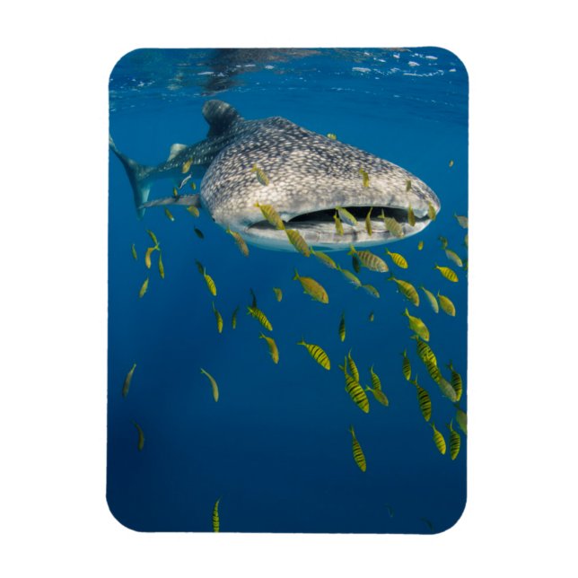 Walhai mit Fischen, Indonesien Magnet (Vertikal)