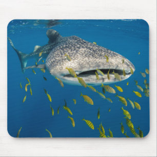Walhai mit Fischen, Indonesien Mousepad