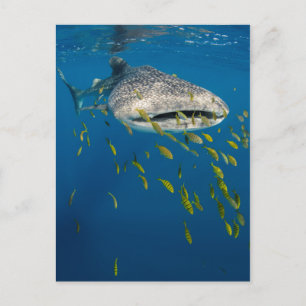 Walhai mit Fischen, Indonesien Postkarte