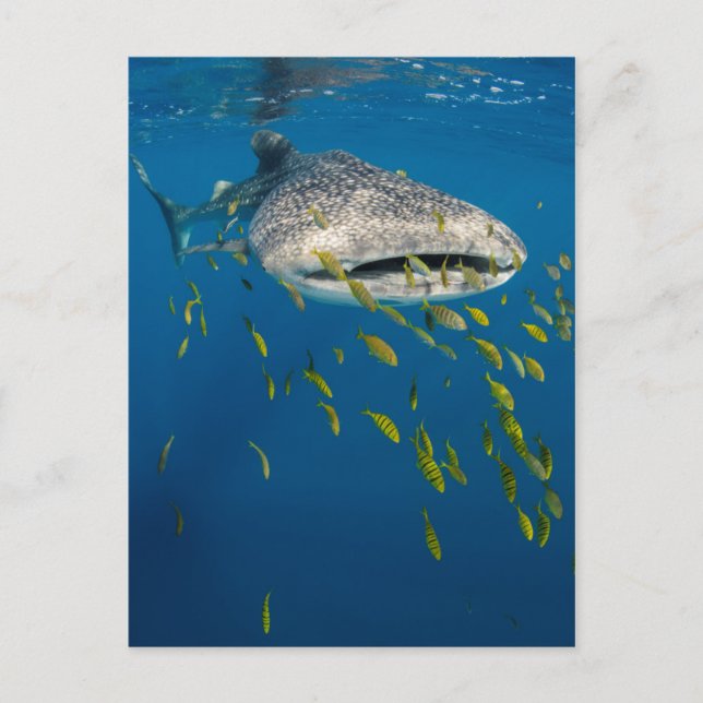 Walhai mit Fischen, Indonesien Postkarte (Vorderseite)