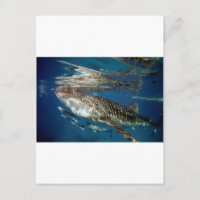 Walhai Oslob Philippinen