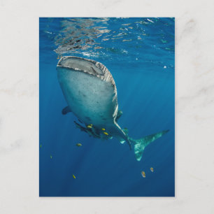 Walhai und Fisch Postkarte