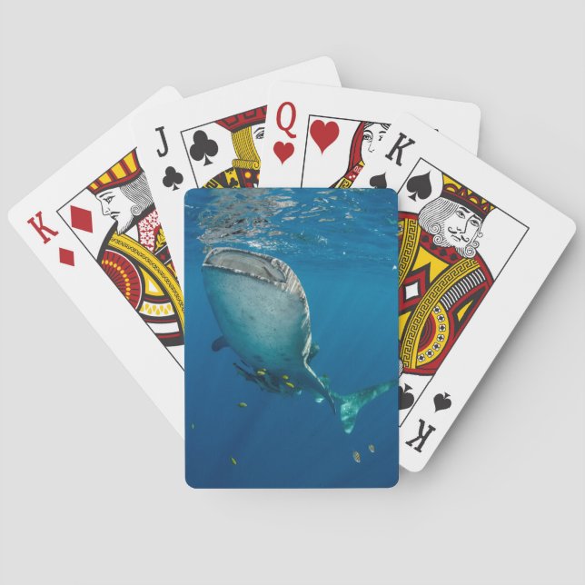 Walhai und Fische Spielkarten (Rückseite)