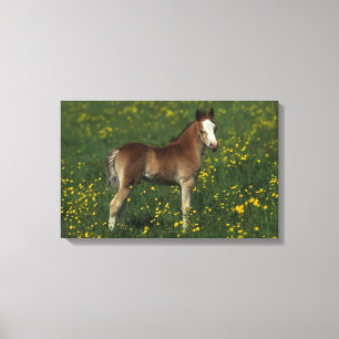 Waliser-Fohlen Leinwanddruck