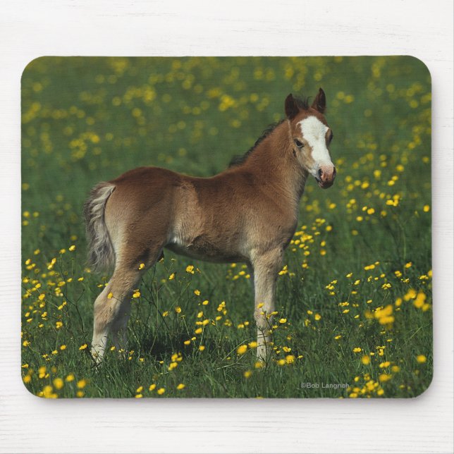Waliser-Fohlen Mousepad (Vorne)