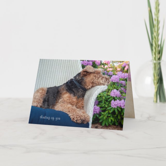 Waliser Terrier auf Stuhlgeburtstag Karte (Vorderseite)