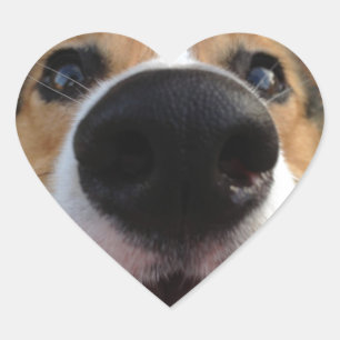 Walisercorgi-Hundenasen-Sammlung Herz-Aufkleber