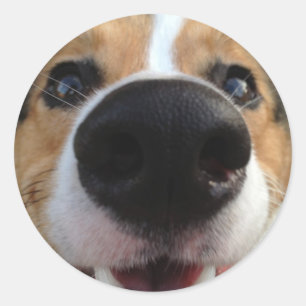 Walisercorgi-Hundenasen-Sammlung Runder Aufkleber