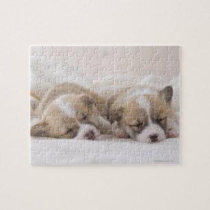 Walisercorgi-Welpen