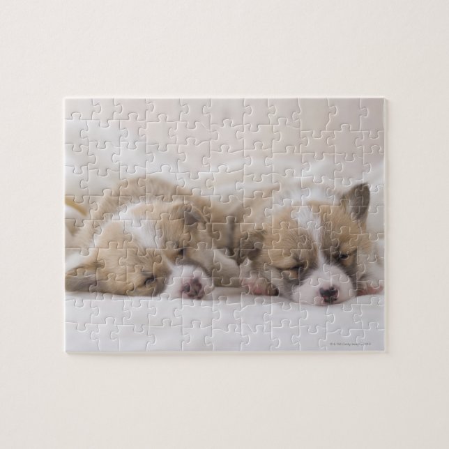 Walisercorgi-Welpen (Horizontal)