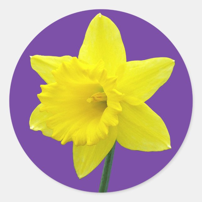 Walisisch Daffodil - II Runder Aufkleber (Vorderseite)