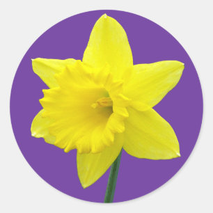 Walisisch Daffodil - II Runder Aufkleber
