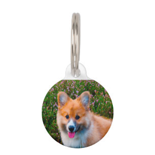 Walisische Corgi-Hunde. Haustiermarke