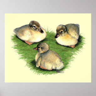 Walisische Harlekin-Entenküken Poster