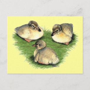 Walisische Harlekin-Entenküken Postkarte