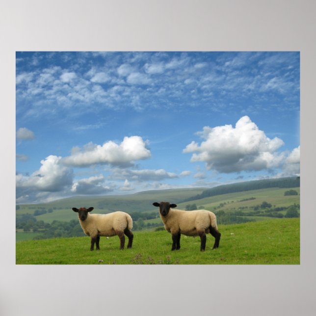 Walisische Lämmer Poster (Vorne)